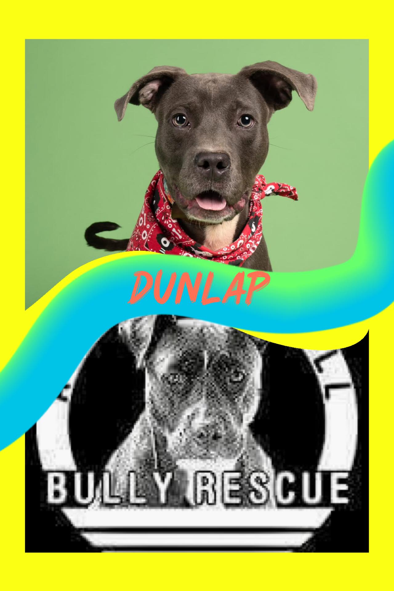 Dunlap, Adopted, Young Male Pit Bull Terrier.