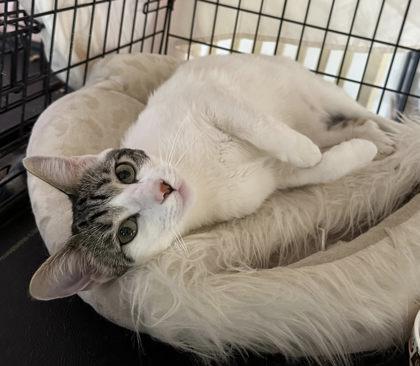 Audi — thumbnail 2