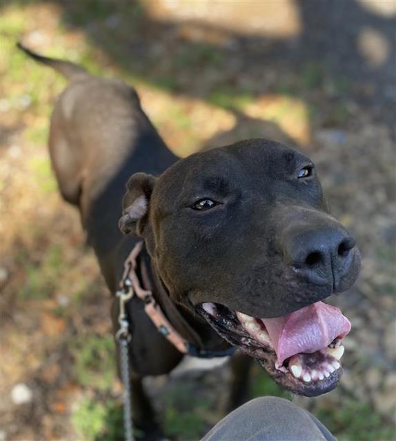 PICASSO, Adoptable, Adult Male Mixed Breed.