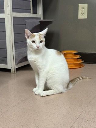 Olive, an adoptable Domestic Short Hair in Steamboat Springs, CO, 80477 | Photo Image 1