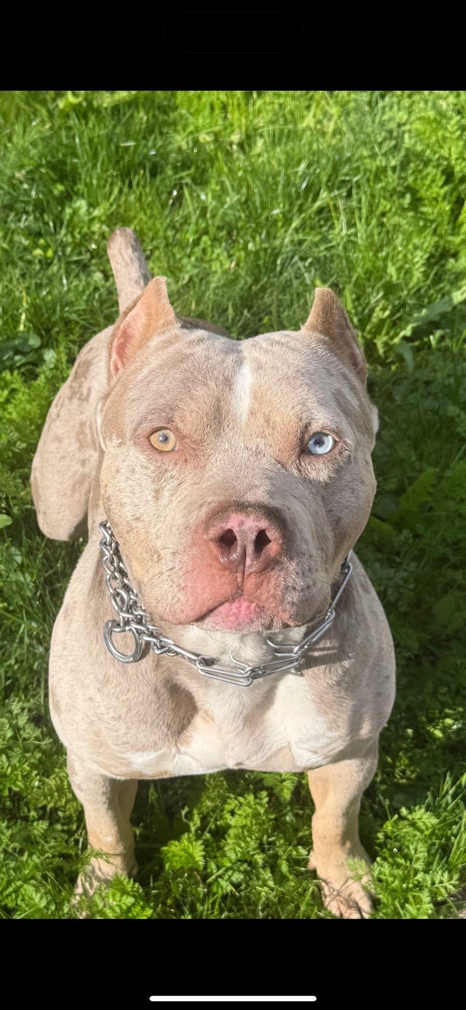 Haze, a ADOPTABLE American Bully in Oakville, ON image 1/2