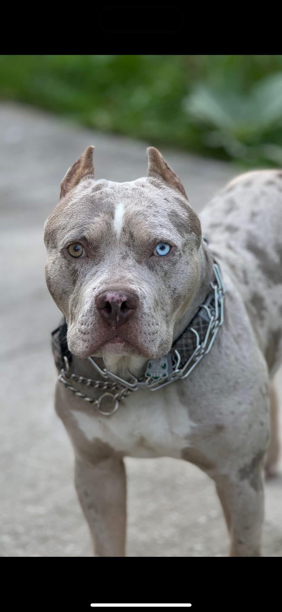 Haze, a ADOPTABLE American Bully in Oakville, ON image 2/2