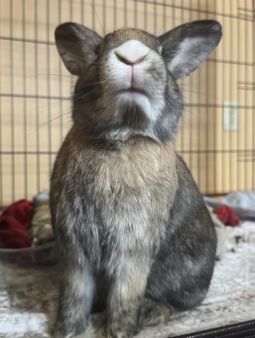 Bailey, Adoptable, Adult Male Bunny Rabbit.