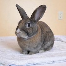 Enlarge Bailey, a Adoptable mixed breed in Edina, MN image 2/2