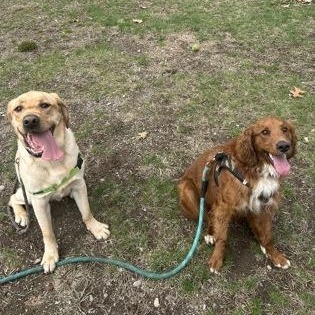 Enlarge Leonard, an adopted Labrador Retriever in Worcester, MA image 2/2