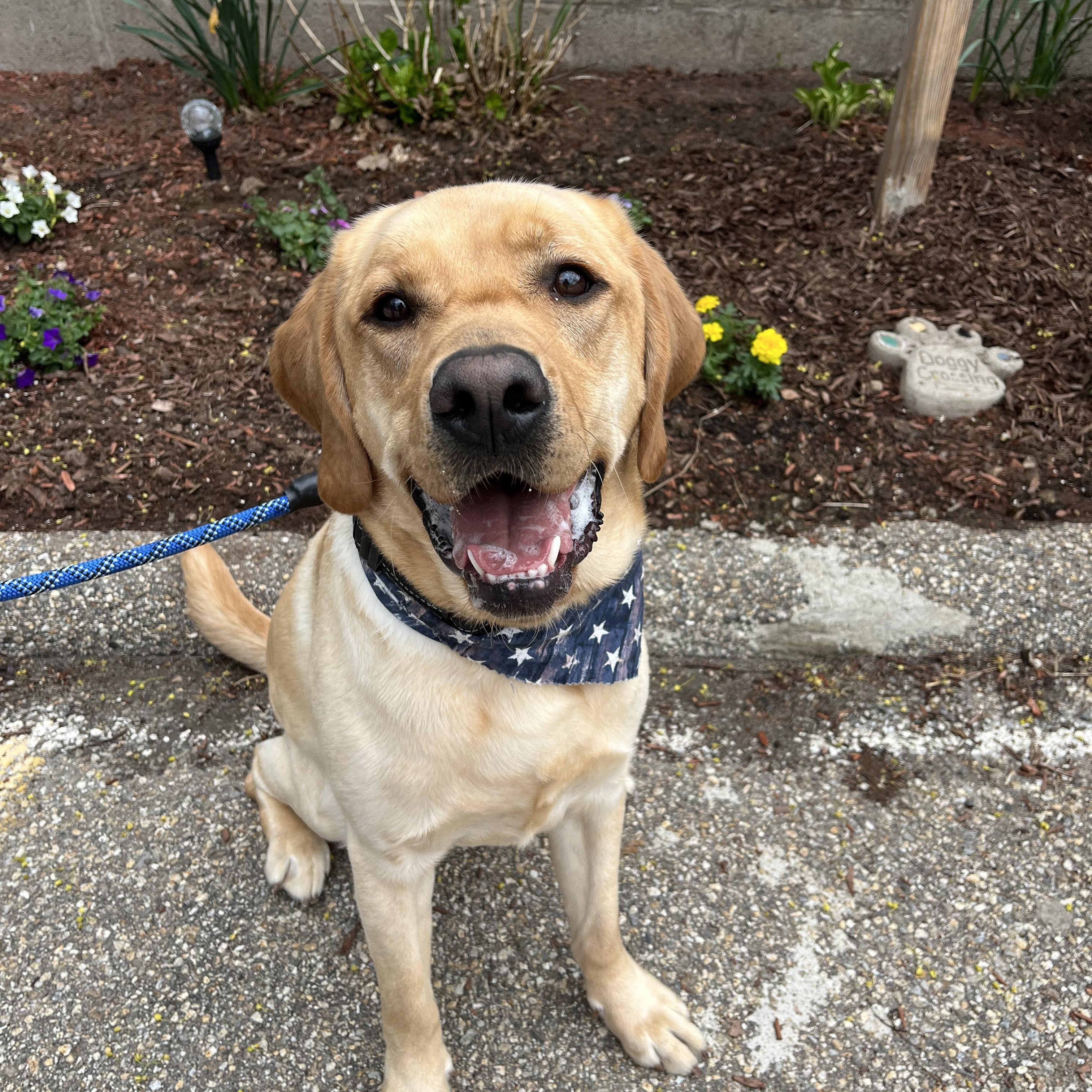 Enlarge Leonard, an adopted Labrador Retriever in Worcester, MA image 1/2