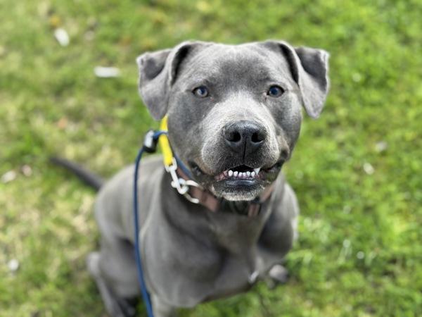 Enlarge Dougie, a Adoptable mixed breed in Portland, OR image 2/2