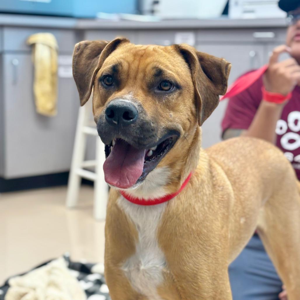 Slim Jim, Adoptable, Adult Male Mixed Breed.