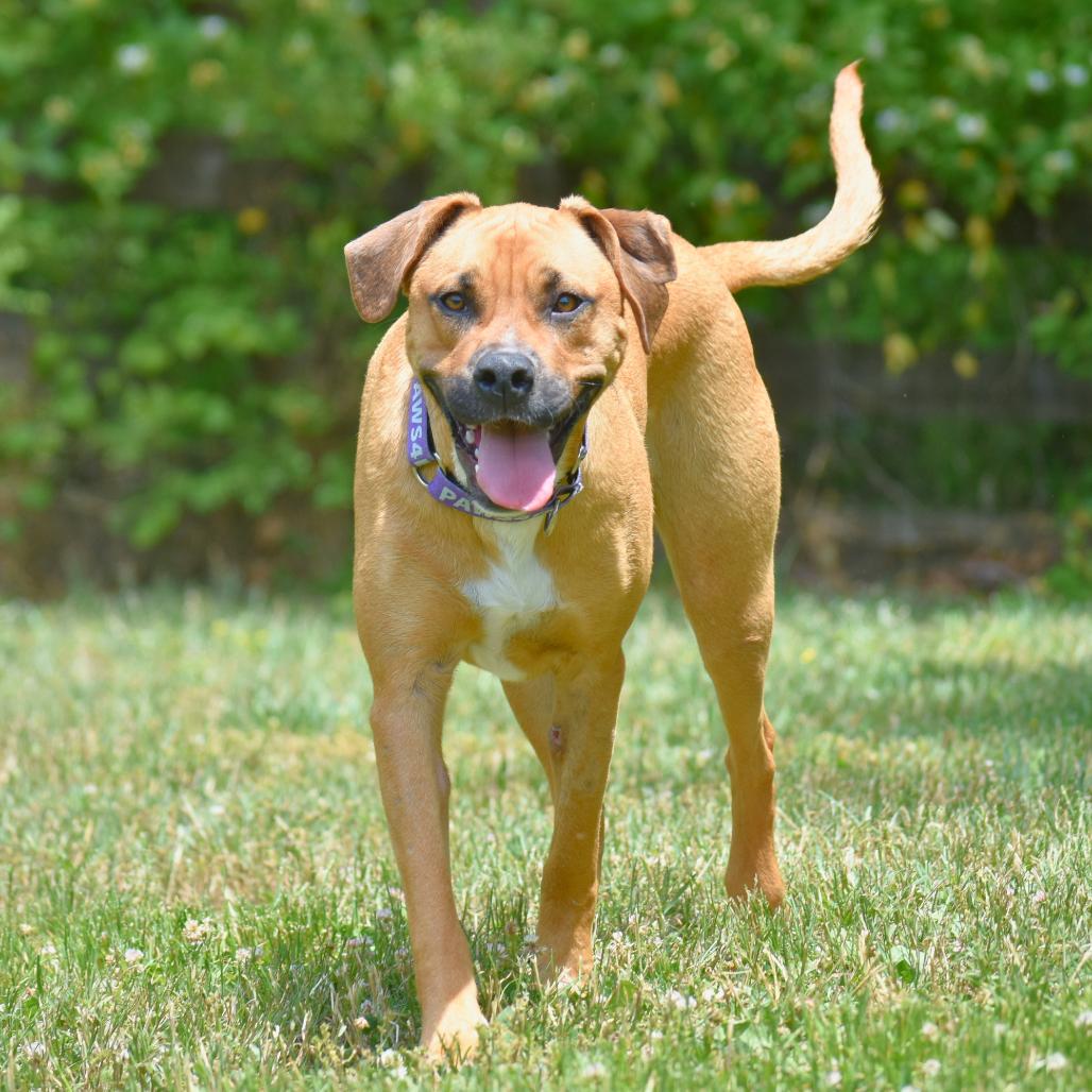 Enlarge Slim Jim, a Adoptable Mixed Breed in Mebane, NC image 2/6