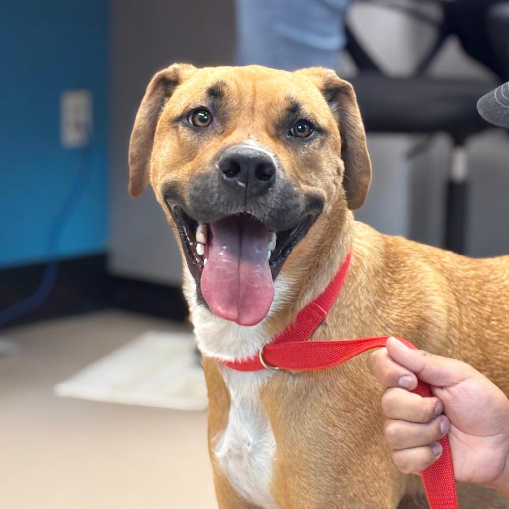 Enlarge Slim Jim, a Adoptable Mixed Breed in Mebane, NC image 3/6
