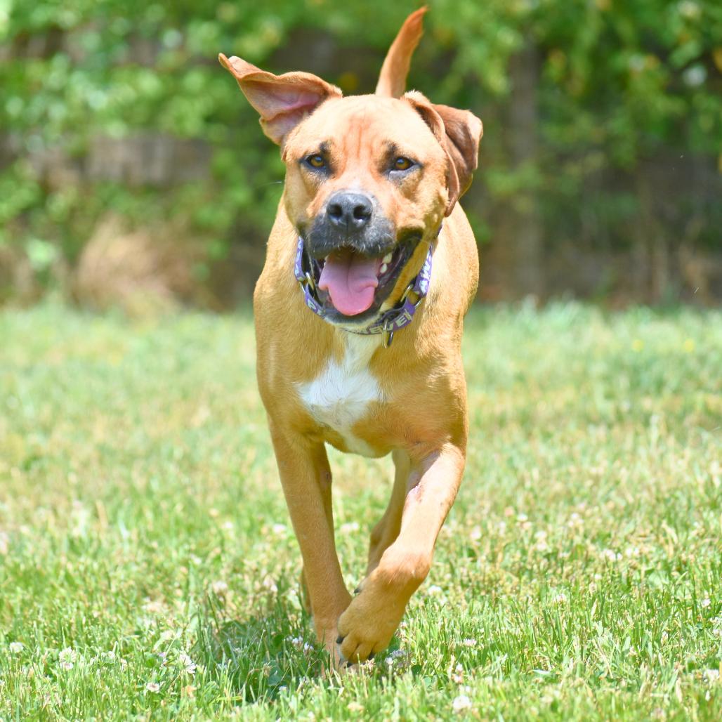 Enlarge Slim Jim, a Adoptable Mixed Breed in Mebane, NC image 4/6