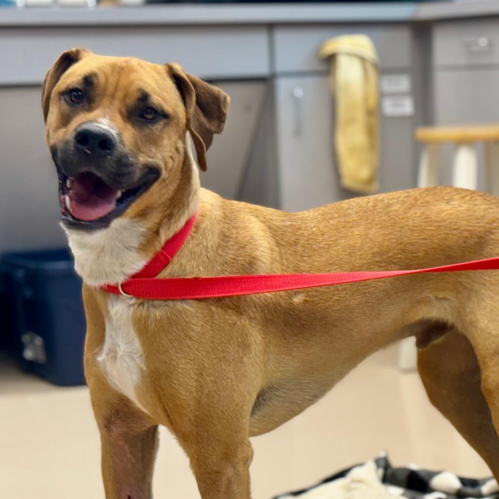 Enlarge Slim Jim, a Adoptable Mixed Breed in Mebane, NC image 5/6