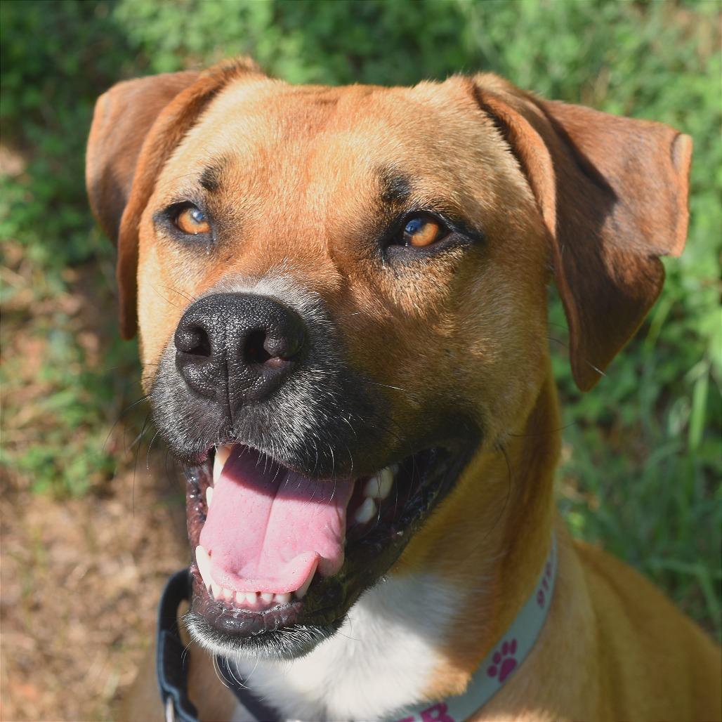 Enlarge Slim Jim, a Adoptable Mixed Breed in Mebane, NC image 6/6