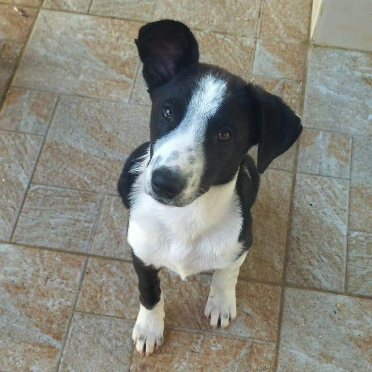 Charlie, Adoptable, Young Male Canaan Dog.