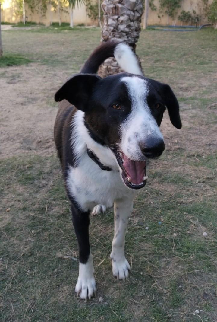 Enlarge Charlie, a Adoptable mixed breed in Huntington, NY image 2/6