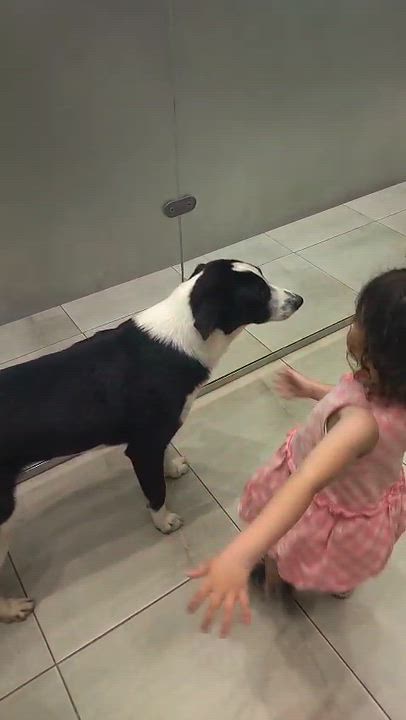 Enlarge Charlie, a Adoptable mixed breed in Huntington, NY video 5/6