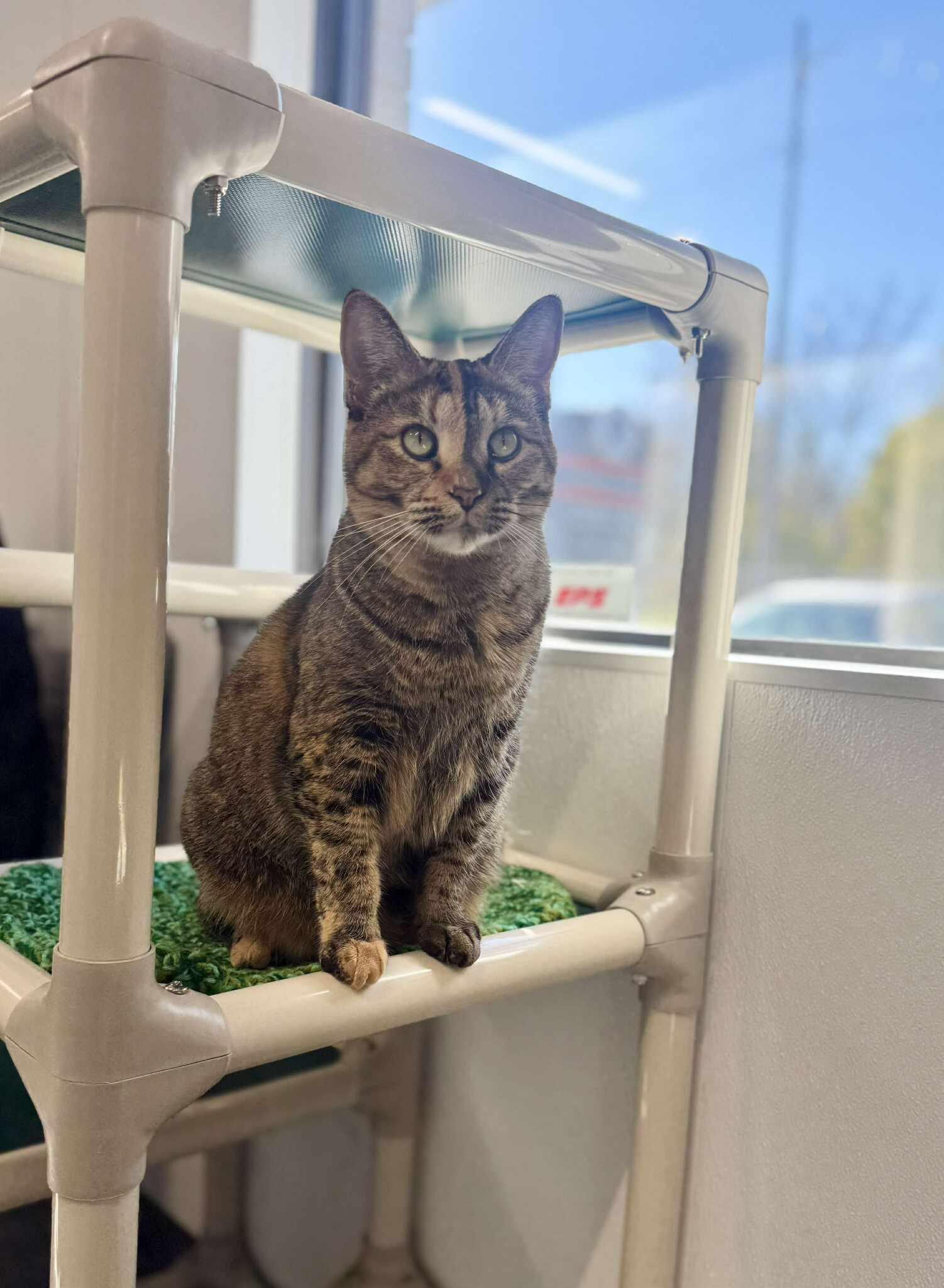 Lana Del Ray - At Petsmart