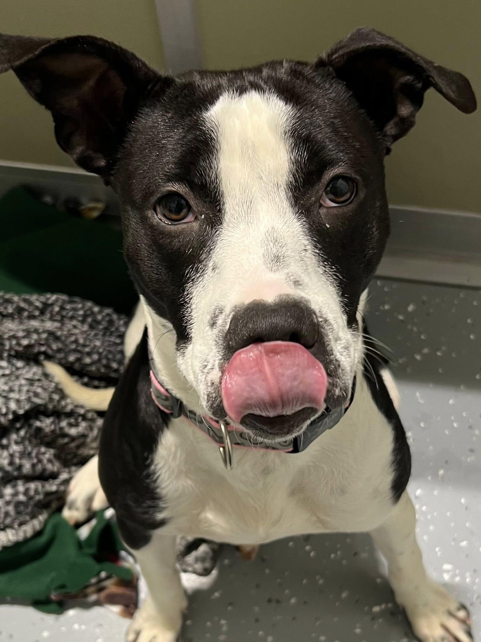 Enlarge Marie, an adopted Mixed Breed in Davenport, IA image 2/2