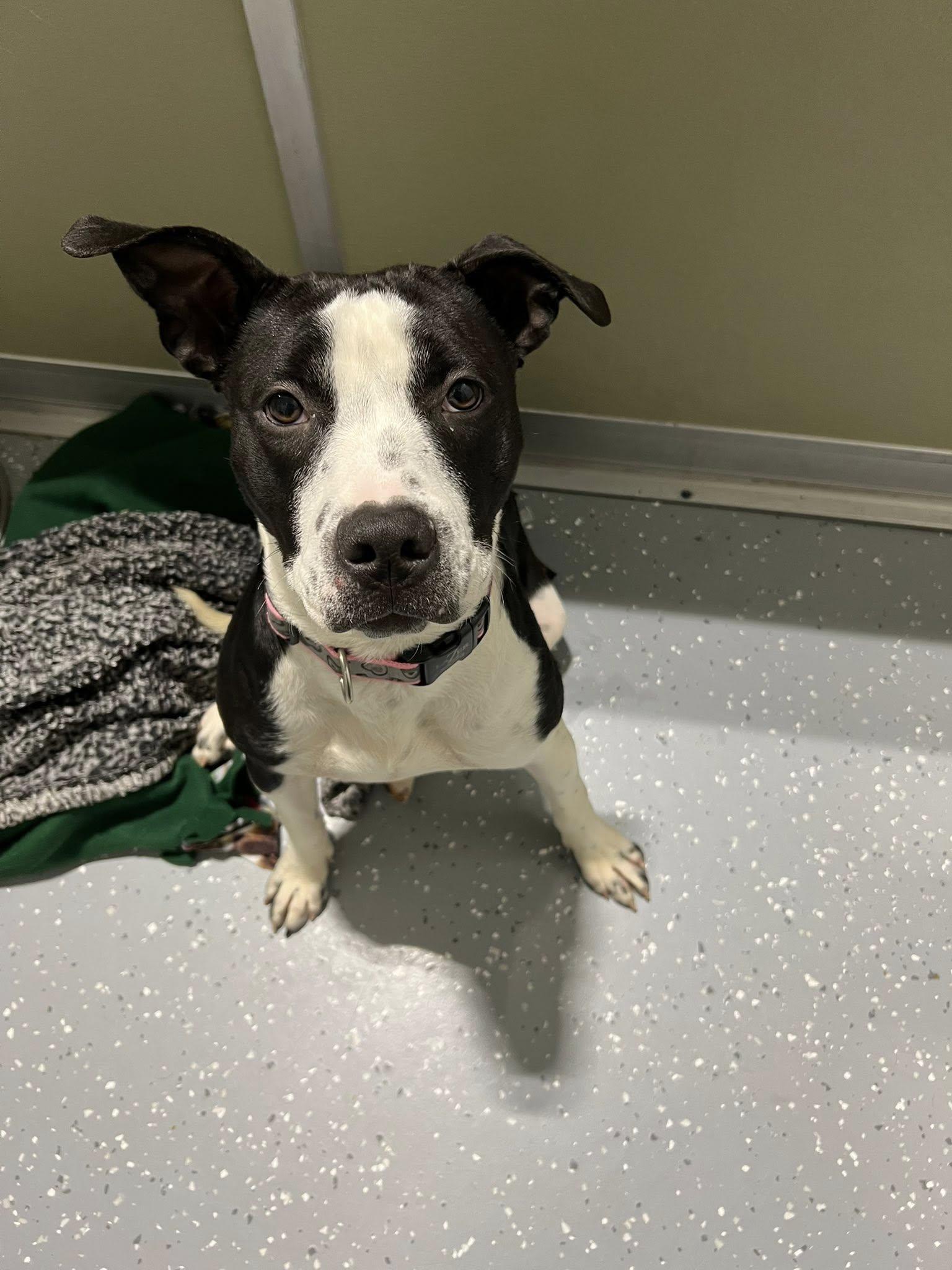 Enlarge Marie, an adopted Mixed Breed in Davenport, IA image 1/2