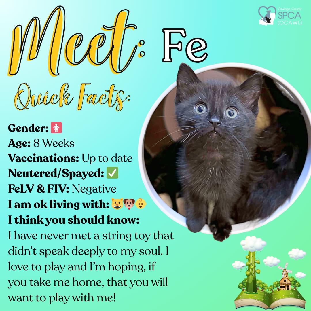 Enlarge Fe, an adopted Domestic Short Hair in Fulton, NY image 1/5