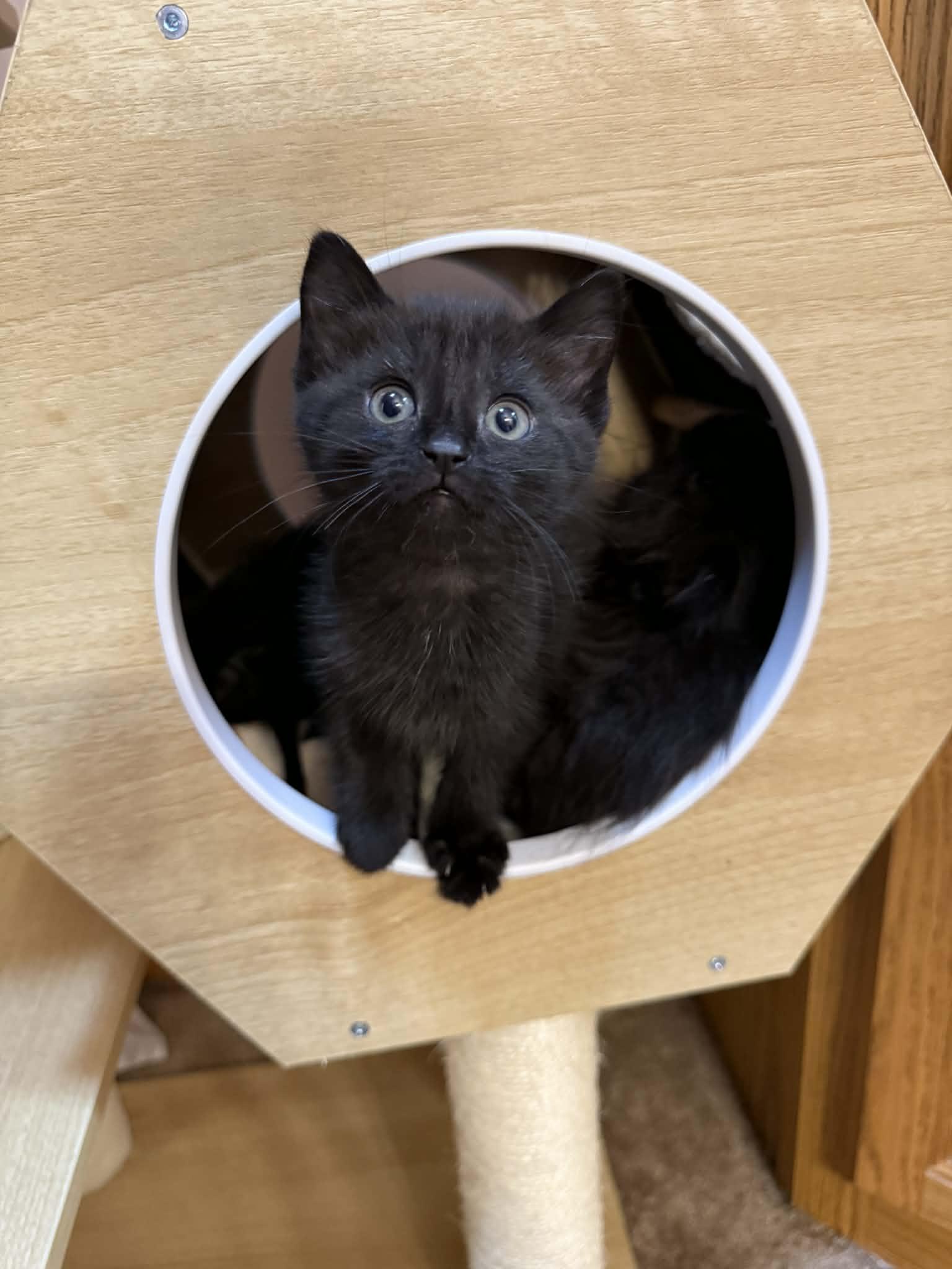 Enlarge Fe, an adopted Domestic Short Hair in Fulton, NY image 5/5