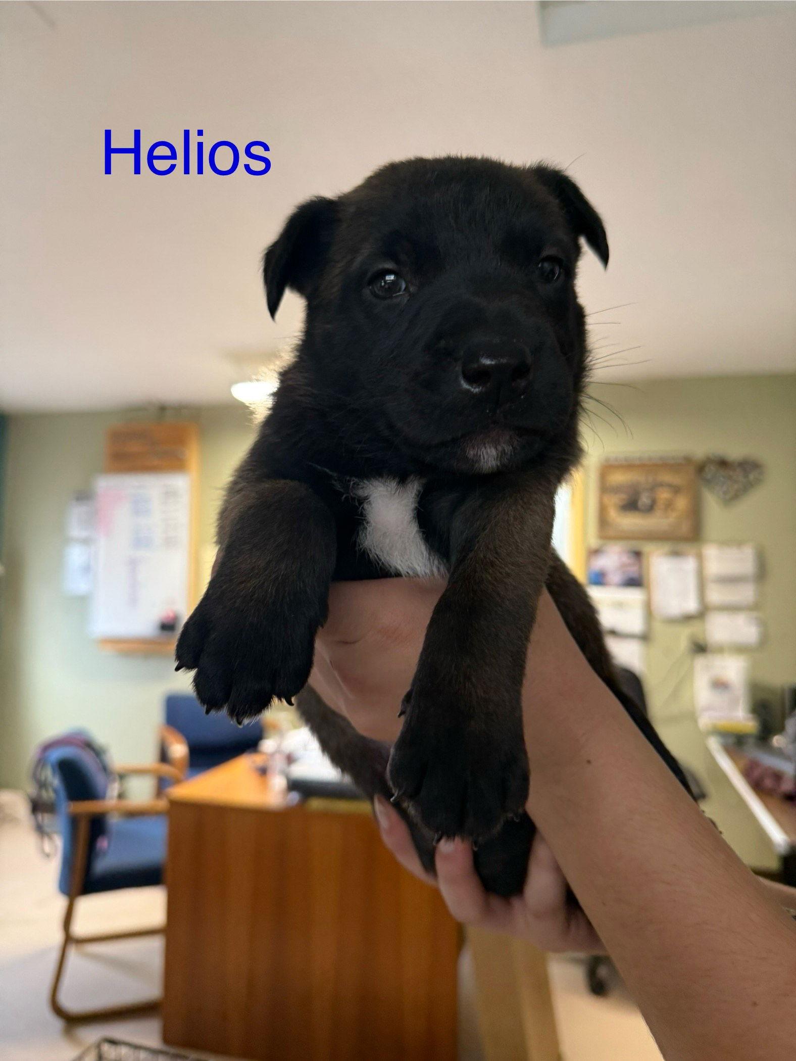 Enlarge Helios, a Adopted mixed breed in Yreka, CA image 1/3