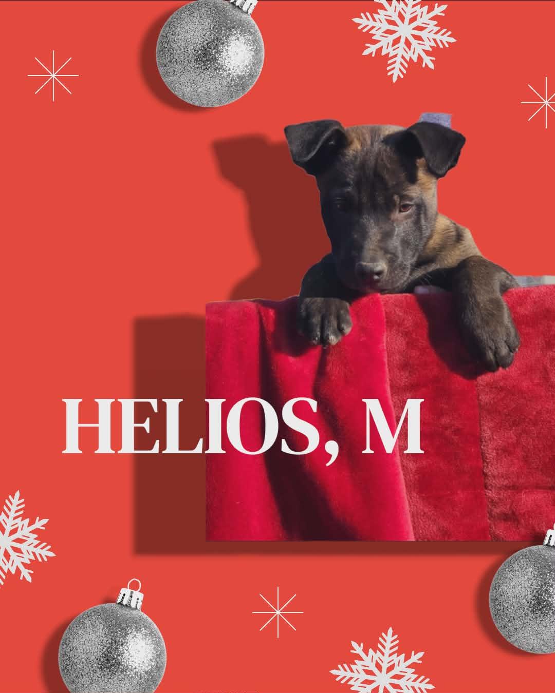 Enlarge Helios, a Adopted mixed breed in Yreka, CA image 2/3