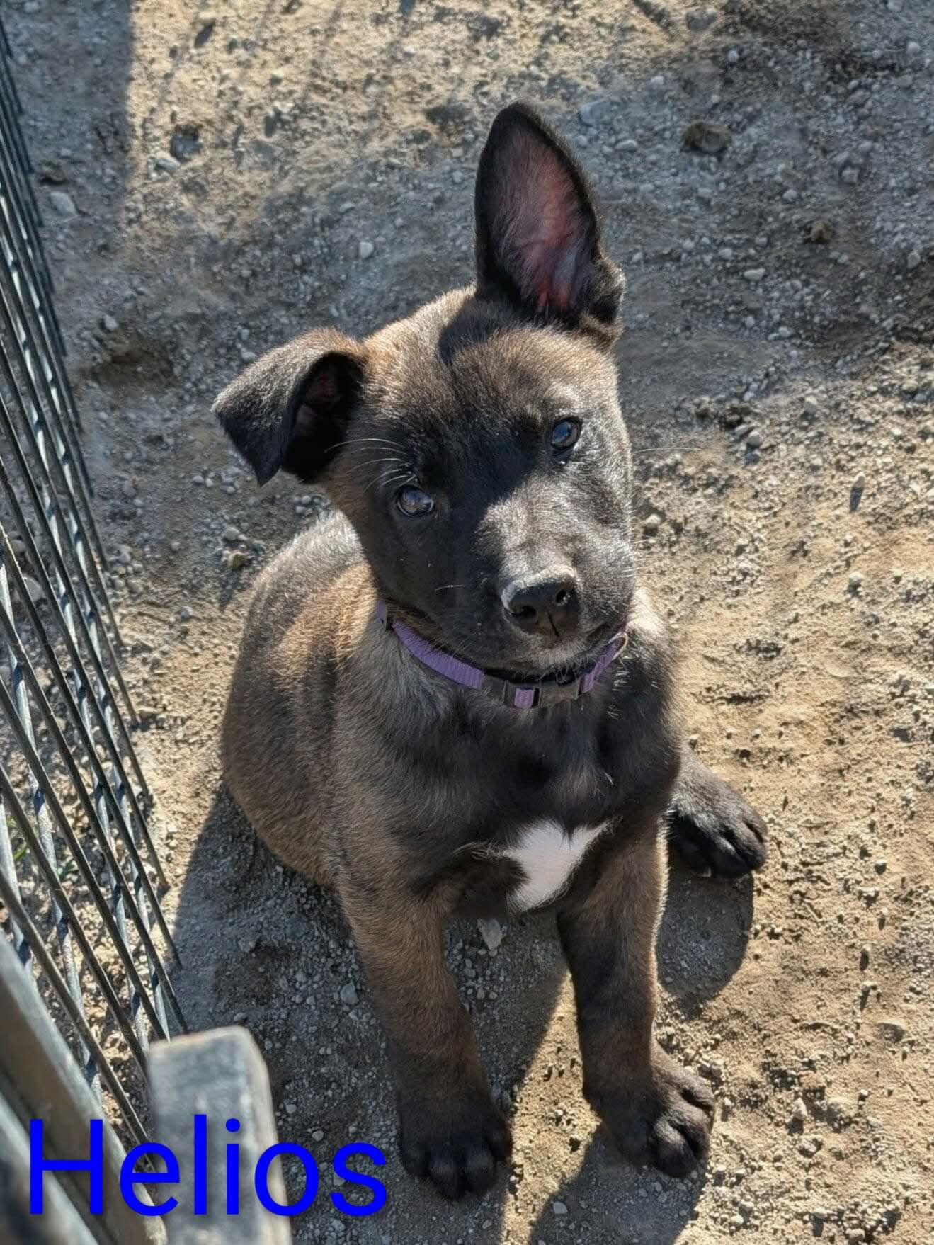 Enlarge Helios, a Adopted mixed breed in Yreka, CA image 3/3