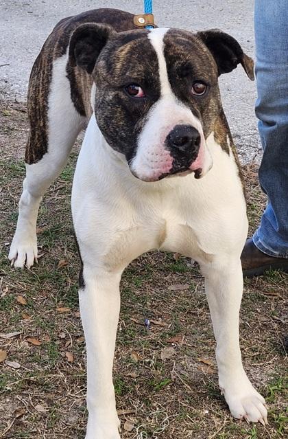Enlarge Boxo, a ADOPTABLE mixed breed in Inverness, FL image 2/3