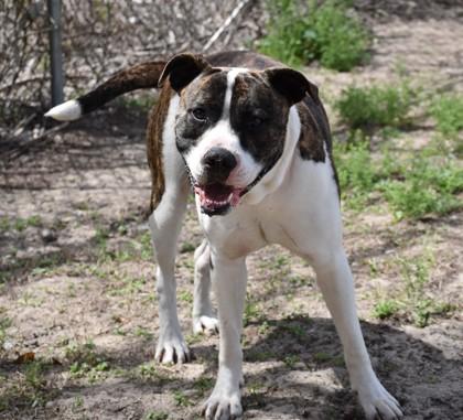 Enlarge Boxo, a ADOPTABLE mixed breed in Inverness, FL image 3/3