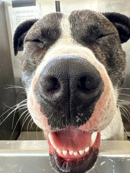 Enlarge Boxo, a ADOPTABLE mixed breed in Inverness, FL image 1/3