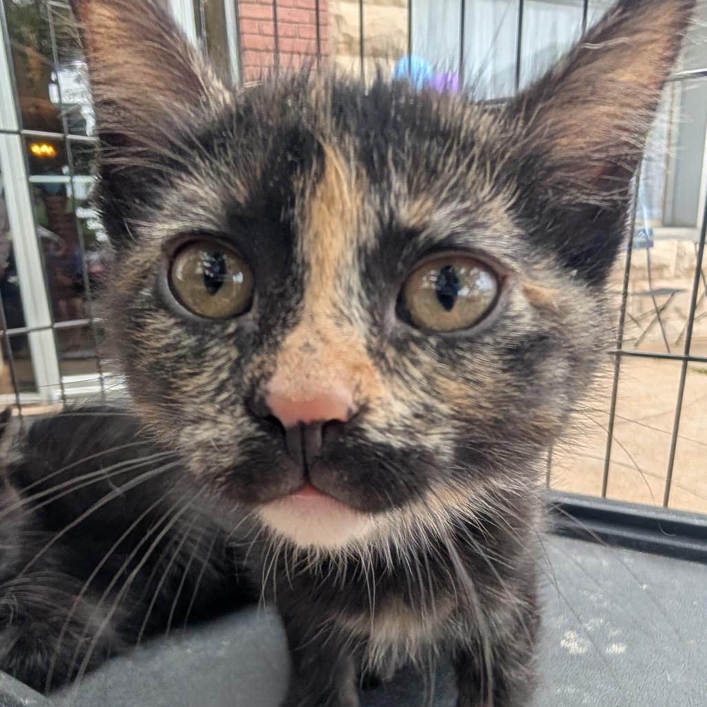 Candy Callie, a Adoptable Domestic Medium Hair in West Plains, MO image 2/2