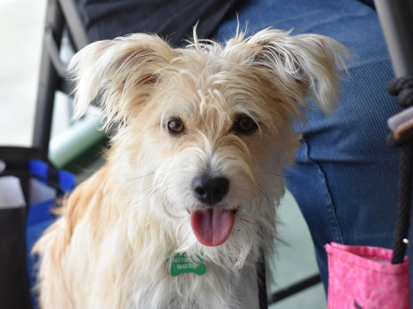 Enlarge Frannie, a Adopted Cairn Terrier in Montgomery, TX image 1/3