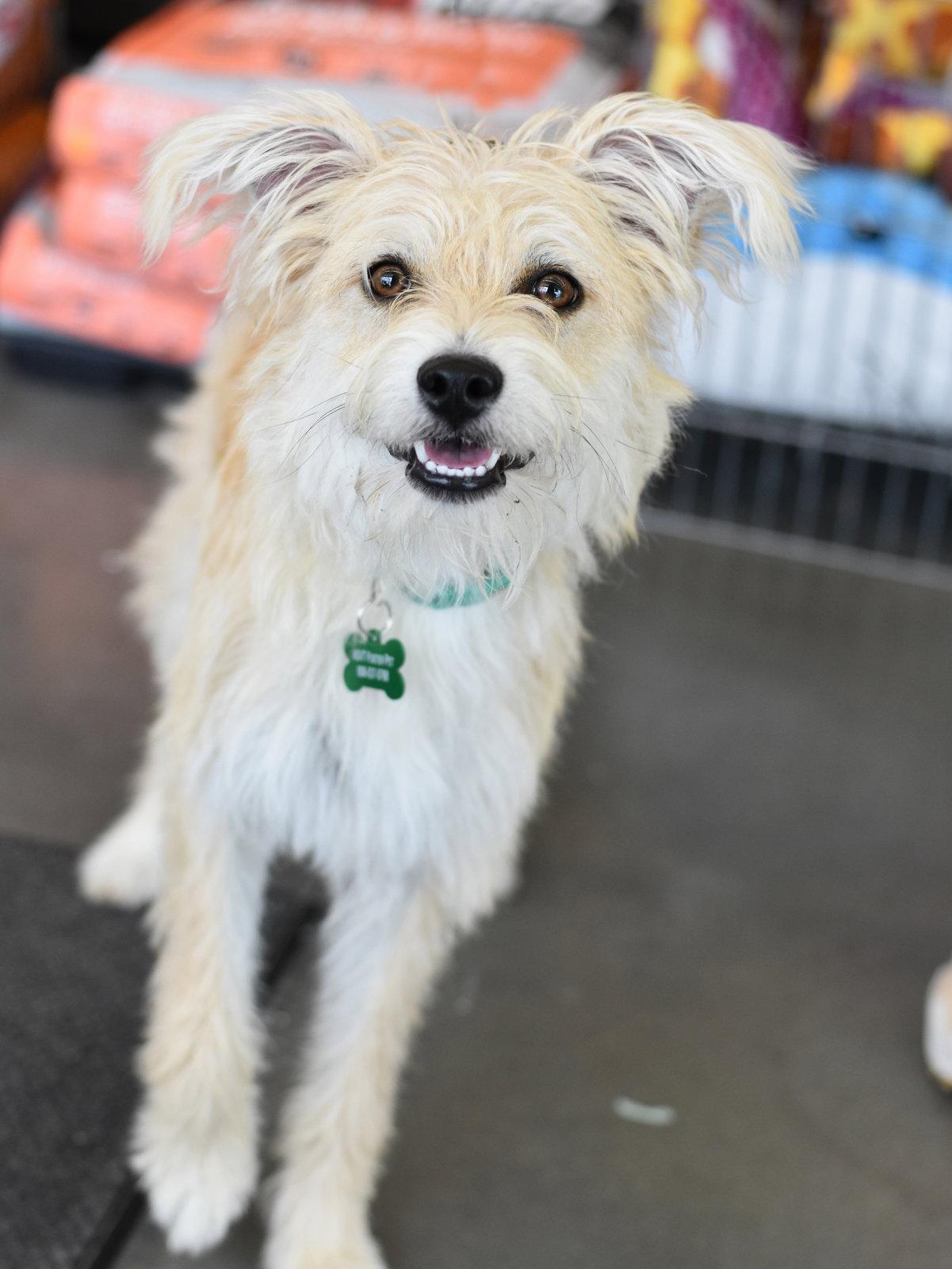 Enlarge Frannie, a Adopted Cairn Terrier in Montgomery, TX image 2/3
