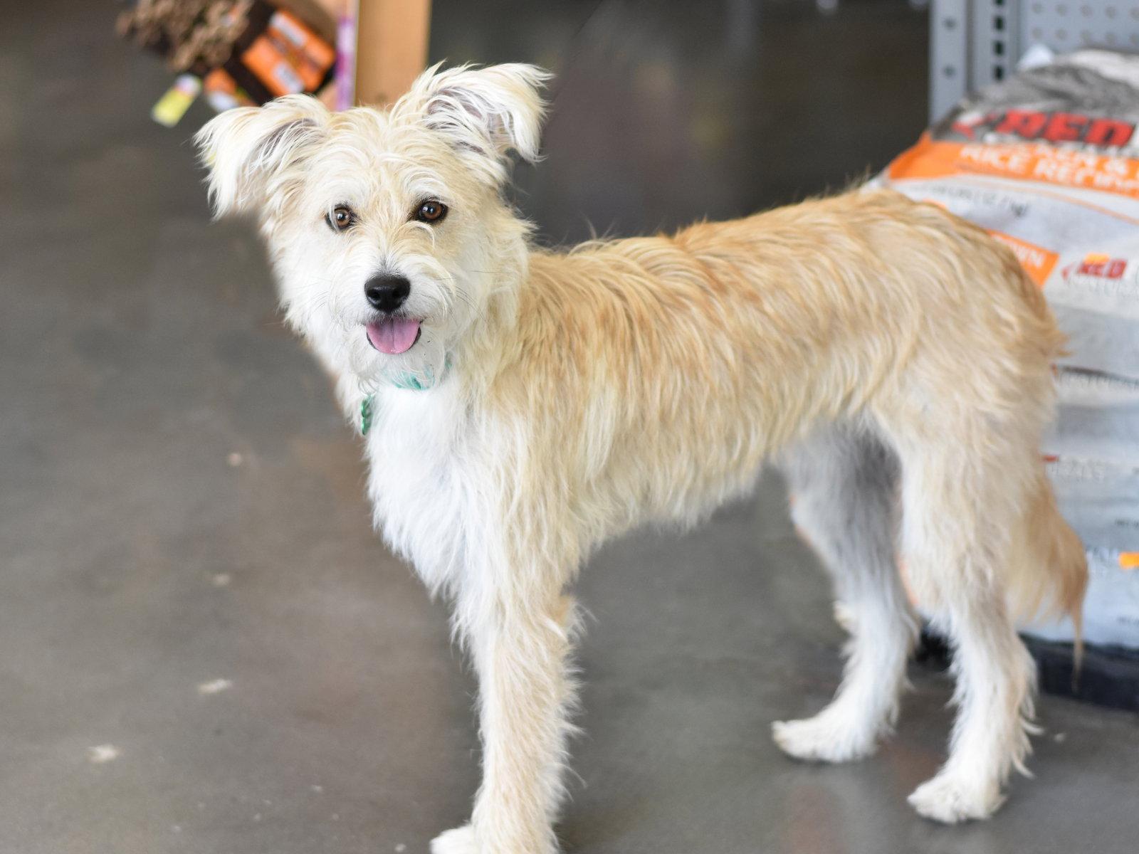 Enlarge Frannie, a Adopted Cairn Terrier in Montgomery, TX image 3/3