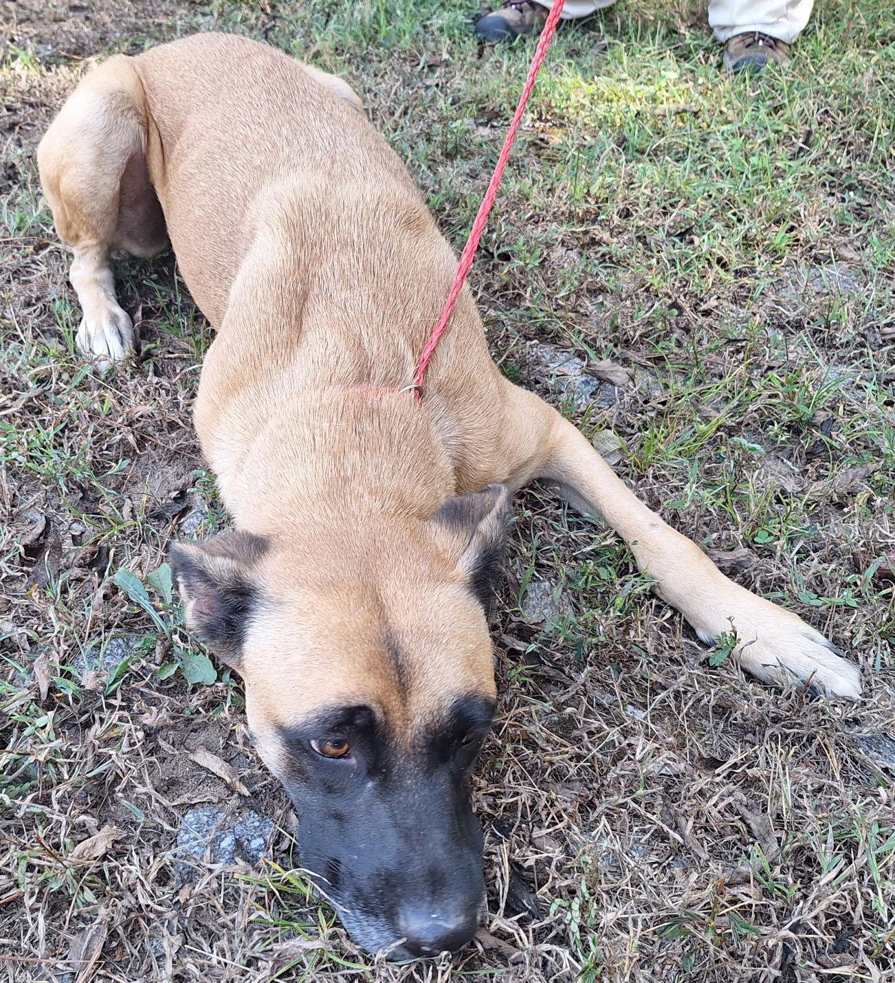 Enlarge 251273  Koda, a Adoptable mixed breed in Wetumpka, AL image 2/3