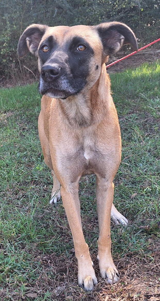 Enlarge 251273  Koda, a Adoptable mixed breed in Wetumpka, AL image 3/3