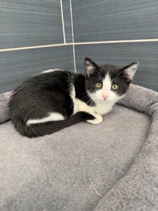 Teeny, Adoptable, Young Male Domestic Short Hair & Domestic Short Hair.