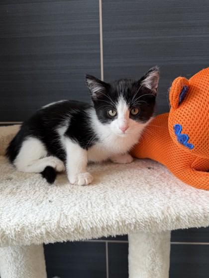 Enlarge Teeny, a Adoptable mixed breed in Daphne, AL image 2/3