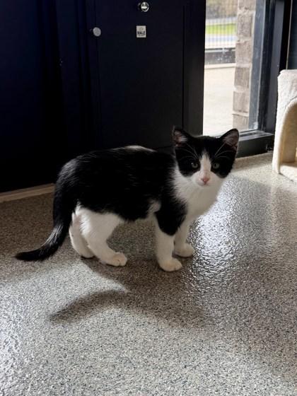 Enlarge Teeny, a Adoptable mixed breed in Daphne, AL image 3/3