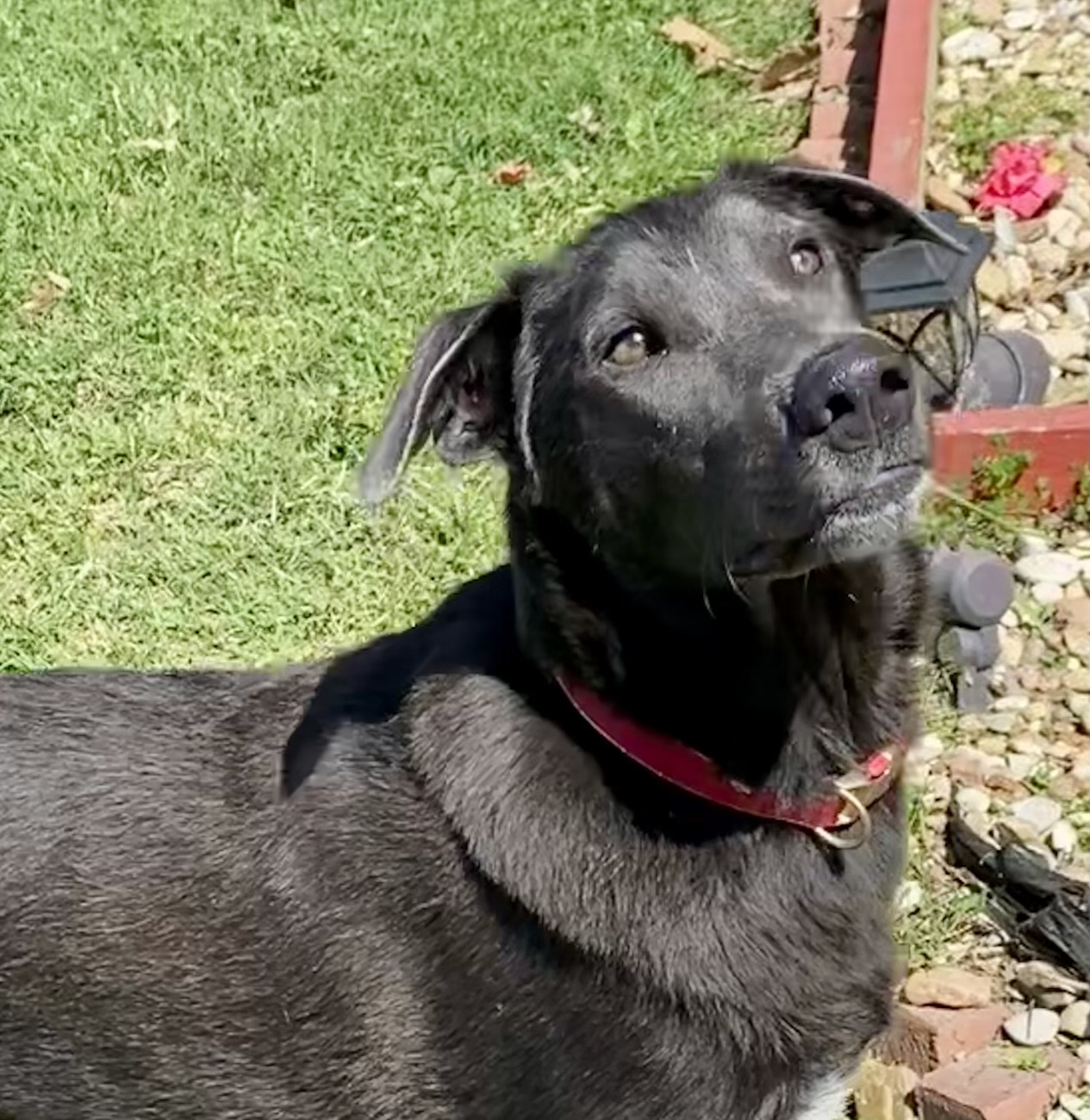 Gus