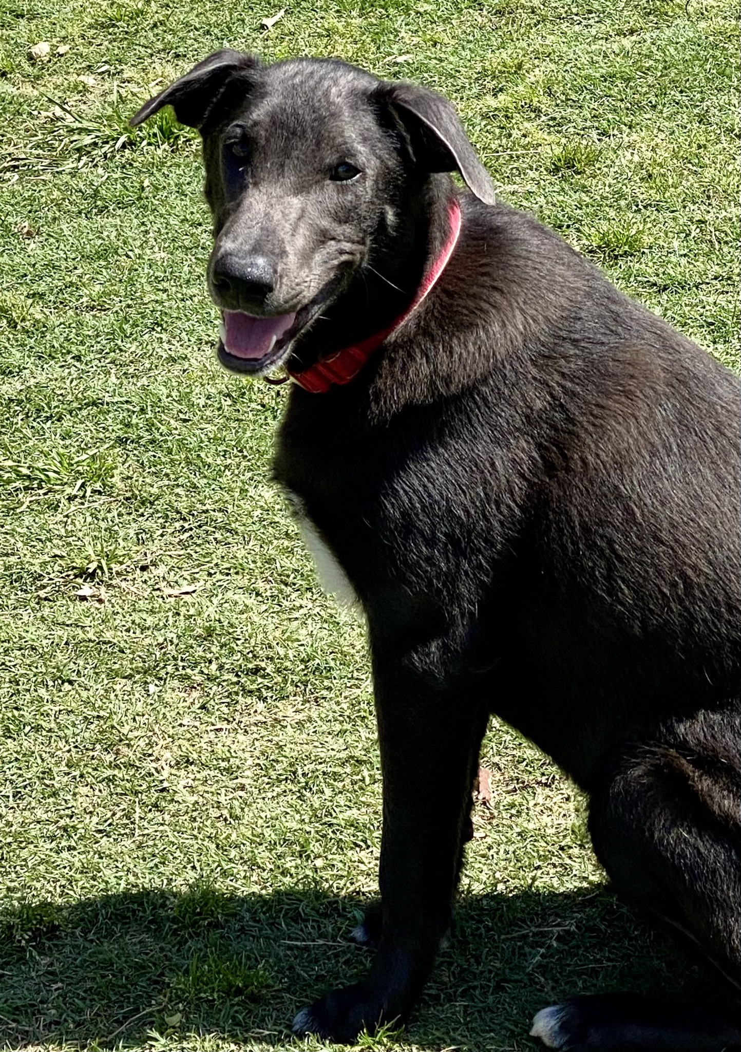 Gus 3