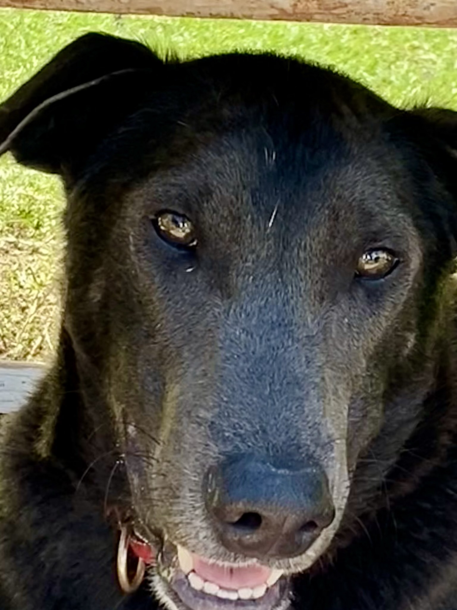Gus 2