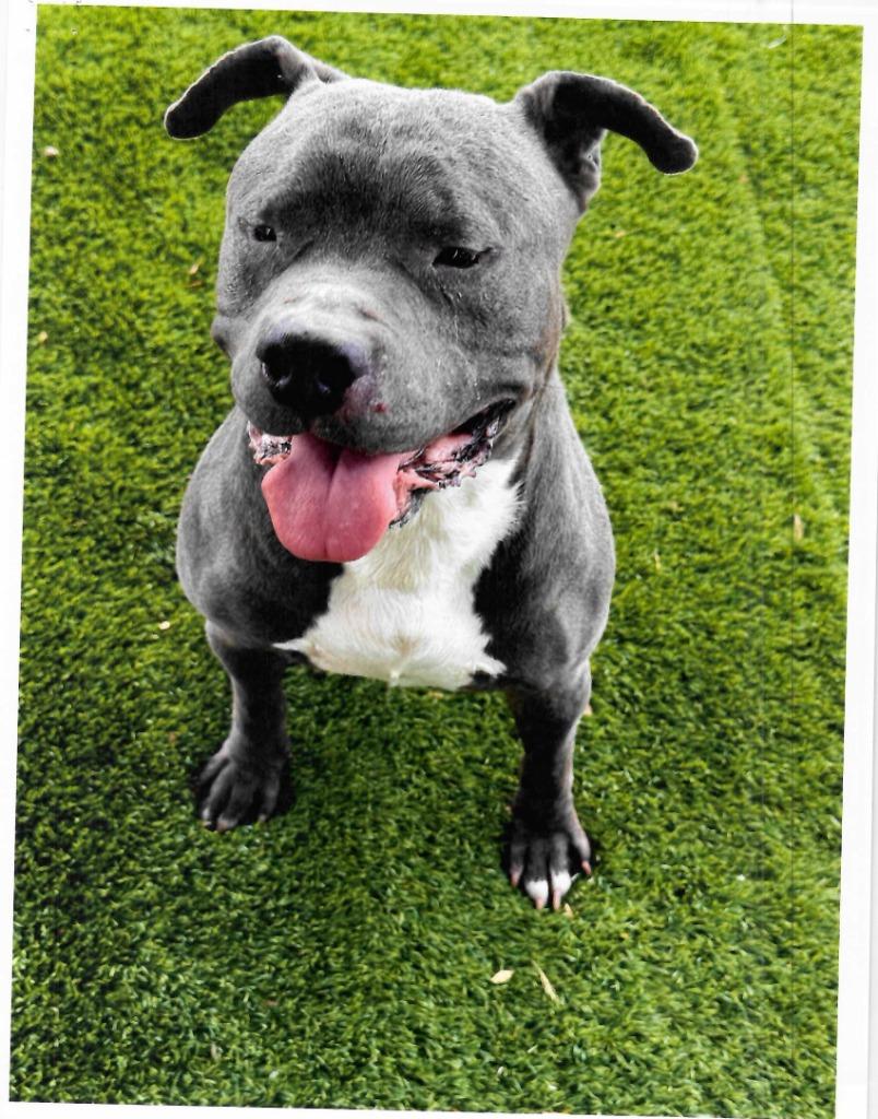 Enlarge Leon, a ADOPTABLE Pit Bull Terrier in Trenton, NJ image 1/1