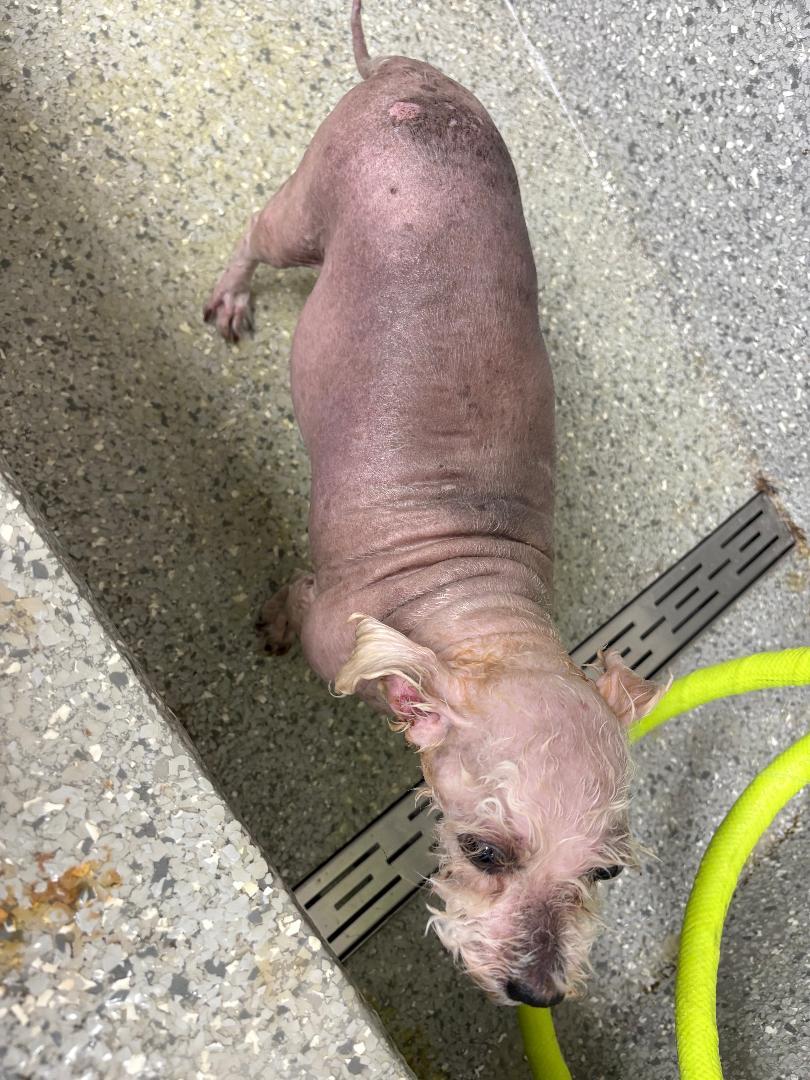 Brittany, a Adoptable mixed breed in Woodstock, GA image 3/4