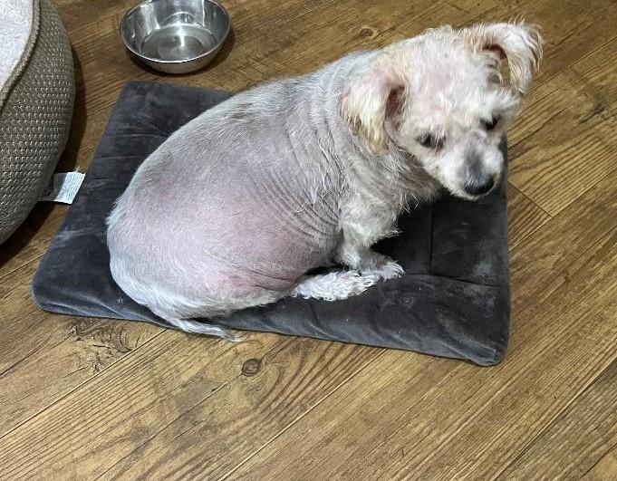 Brittany, a Adoptable mixed breed in Woodstock, GA image 2/4