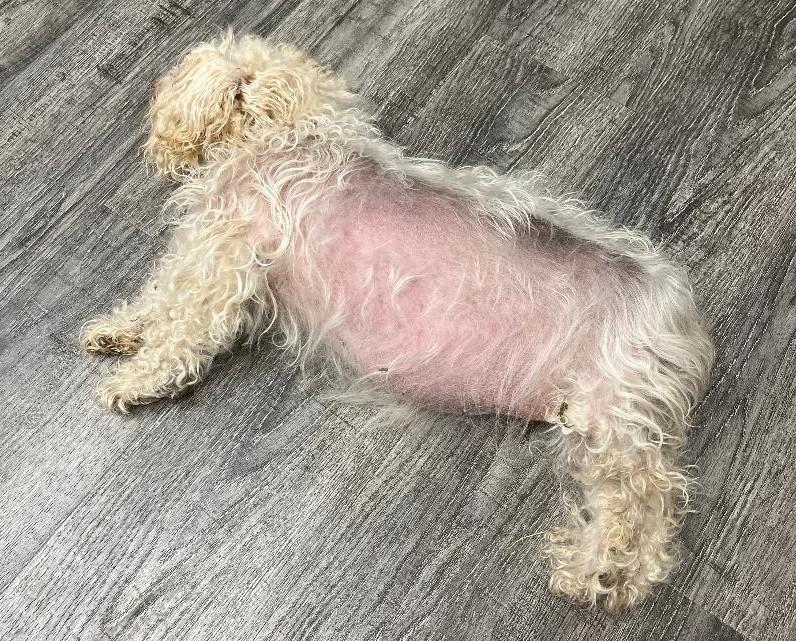 Brittany thumbnail 4