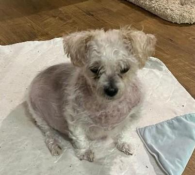 Brittany, Adoptable, Senior Female Maltese.