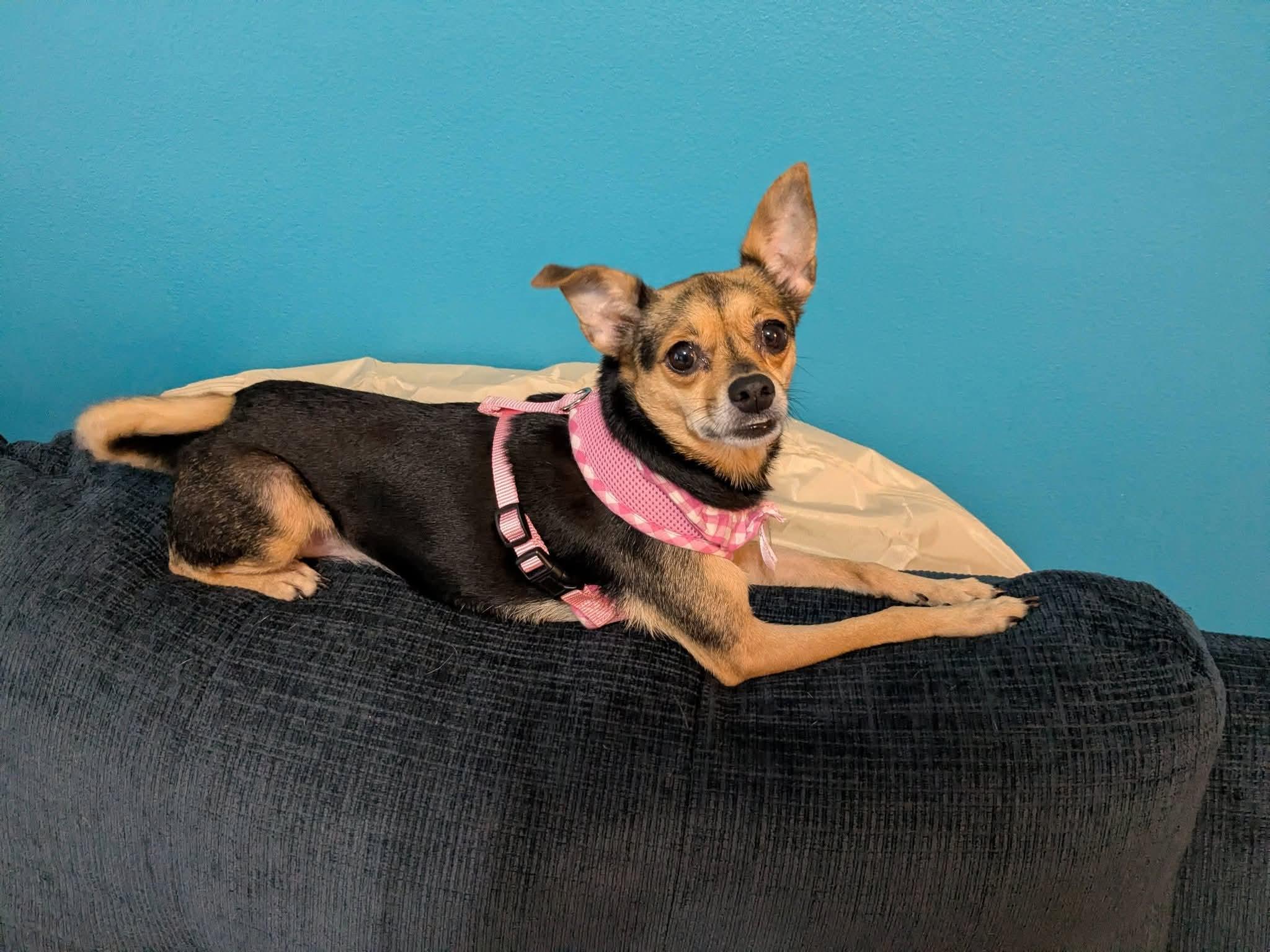 Enlarge Champagne, an adopted mixed breed in Maitland, FL image 2/2