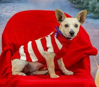 Toffee D5712, Adoptable, Puppy Male Chihuahua & Cairn Terrier.